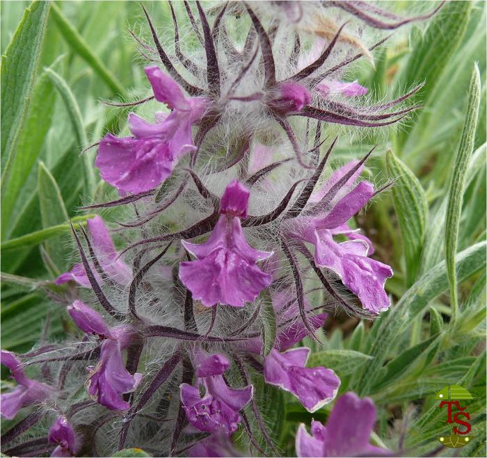 Stachys lavandulifolia